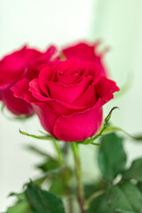 Fototapeta premium Red rose