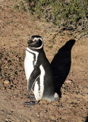 penguin on gravel path