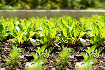 Swiss chard rows in garden with bright daylight. Large-leaf salad veggie. Known as leaf beet, seakettle beet, spinach beet and Beta vulgaris, variety cicla. Selective focus with defocused vegetables.