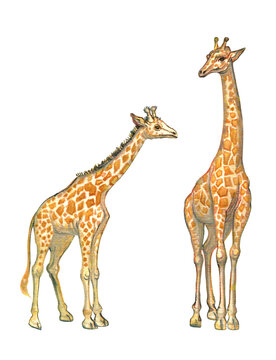 Watercolor hand-drawn giraffe family. Two hand painted animals from Africa isolated on white background. Natural art set