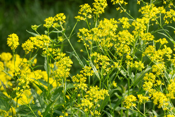 Obraz premium Bunias orientalis, Turkish wartycabbage yellow flowers closeup selective focus