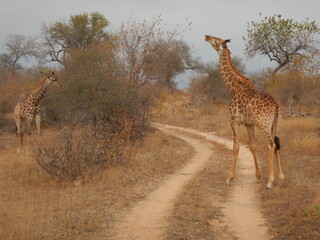 giraffa safari