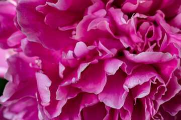 Macro flower blossoming in spring, large detailing of petals, veins, stamens, seeds