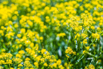 yellow flowers of rapeseed. summer background, field. bright sunny day. spring sun. lightening of small buds
