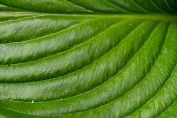 Macro shot of green fresh leaf, veins, nature texture, eaten leaf