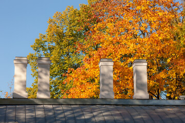 autumn foliage of trees