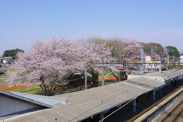 七里駅から見える桜