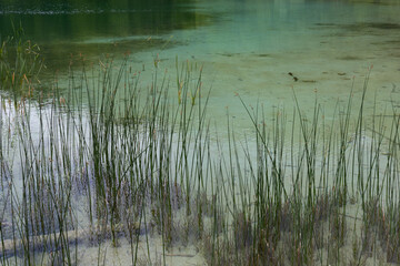 Turquoise shallow lake with reed on the side in Plitvice, Croatia