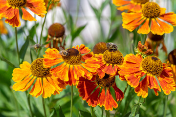 Helenium hybridum orange yellow flowering plants, group of cultivated sneezeweed flowers in bloom