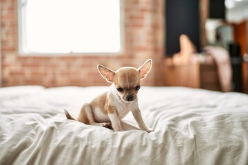 Beautiful small chihuahua puppy standing on the bed curious and happy, healthy cute babby dog at home