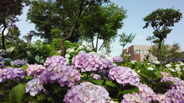 東京都文京区白山にある神社に咲く満開の紫陽花