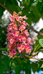The red inflorescences of the chestnut tree, one of its ornamental varieties, are commonly planted in the streets of the city of Białystok in Podlasie, Poland.