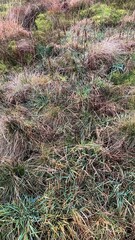 Moorland grass textures
