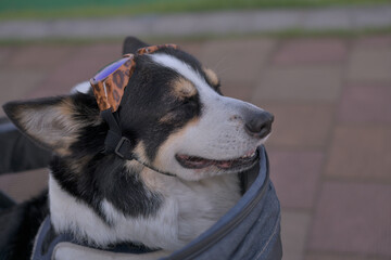 カートに乗ってサングラスを頭に乗せた黒コーギー の横顔