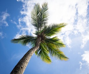 Coqueiros Céu Azul Palm Trees blue sky natureza nature praia sol beach sun