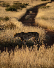 Wild nature Cheetah sunset 