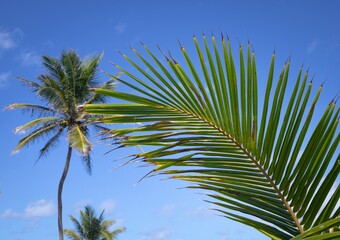 Coqueiros C&eacute;u Azul Palm Trees blue sky natureza nature praia sol beach sun