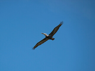 Fototapeta premium Brown pelican soaring in a clear blue sky.