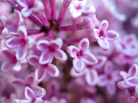 Duftfliederbl&uuml;ten nach dem Regen