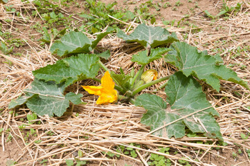 Italian courgette plant surrounded by straw mulch