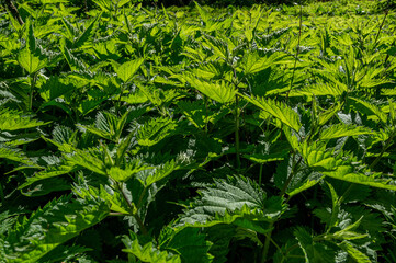 Stinging nettles stand in large clusters