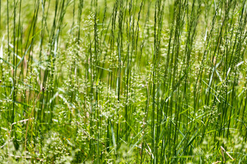 green grass background