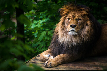 Obraz na płótnie Canvas Berber lion portrait in nature