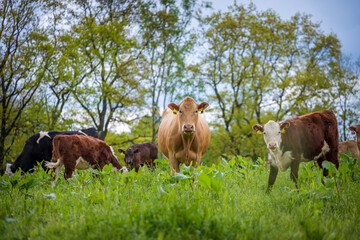 cows in the meadow in nature