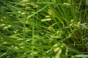 ornamental grasses in the garden