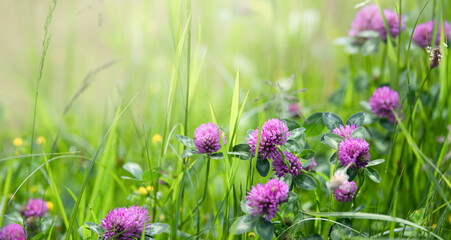 Grüner Hintergrund mit Gräsern und rotem Klee - Naturheilkunde, Natur, Garten usw