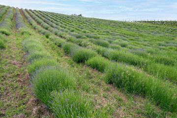 View of a lavender field, early springtime, hilly area of Oltrepo Pavese (Northern Italy, Lombardy Region); this plant is cultivated for its pleasant scent and is used for cosmetic preparations.