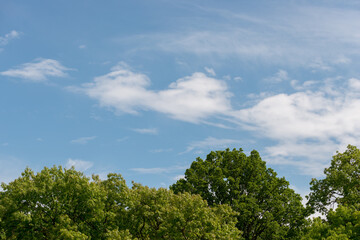 Fototapeta na wymiar trees and blue sky with some clouds