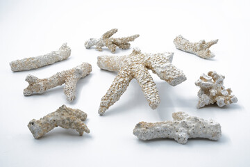 Fraction Coral Reef underwater ecosystem