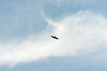 bird flying in the sky