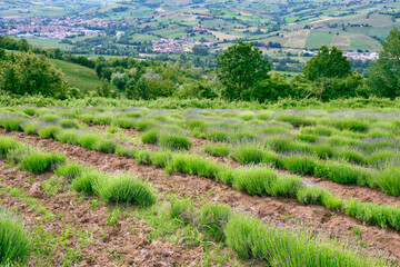 View of a lavender field, early springtime, hilly area of Oltrepo Pavese (Northern Italy, Lombardy Region); this plant is cultivated for its pleasant scent and is used for cosmetic preparations.