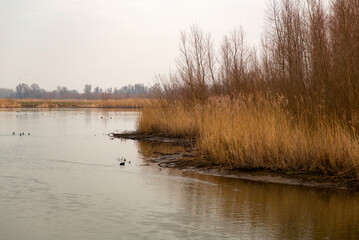 Nature development in Biesbosch National Park, North Brabant, Netherlands