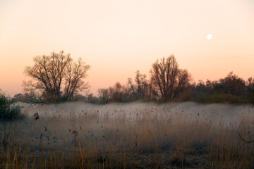 Foggy sunrise in Dutch Biesbosch National Park