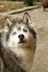 head portrait of an old husky in the garden