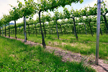 Fototapeta na wymiar Springtime view of the vineyards of Oltrepo Pavese, hilly countryside area in the Northern of Italy (Lombardy Region, Pavia Province); it's famous for its valuable red wines.