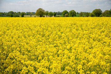 Obraz premium Rapsfeld