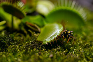 Closeup of fly standing on venus flytrap