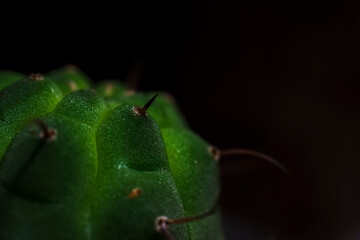 cactus; closeup; wallpaper; leaf; background; plant; black; green; macro; succulent; spike; beauty;...