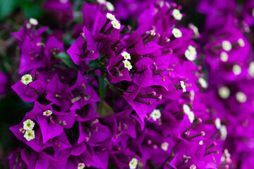 Fototapeta na wymiar Closeup of purple flowers Bougainvillea glabra outdoor