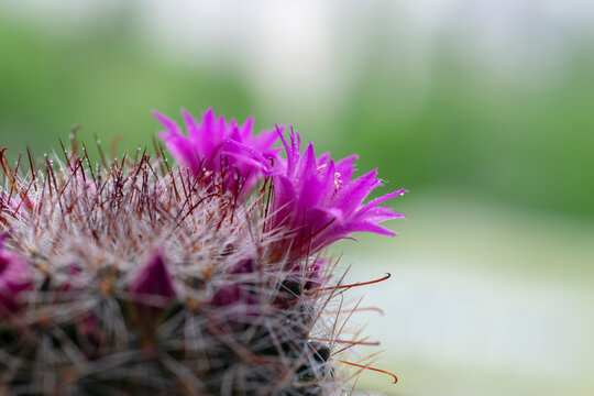 Purple flower on cactus green blurred bokeh background with copy space