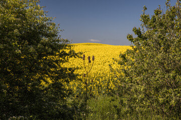 Skåne landscape with yellow canola fields (rapeseed field) - 436507487