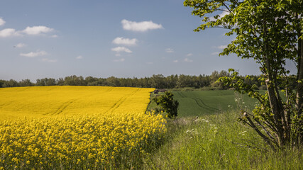 Skåne landscape with yellow canola fields (rapeseed field)