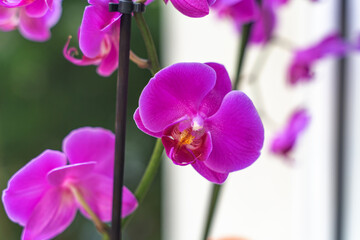Fototapeta na wymiar Purple Orchid Flower, natural light background.
