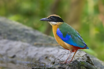 Colorful Blue-winged pitta (Pitta moluccensis) standing on a rock with some covered moss in a tropical rain forest of Thailand.