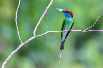 Blue-throated Bee-eater (Merops viridis) with nature background