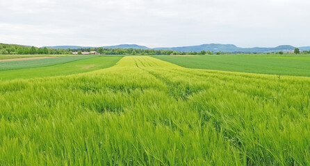 Fototapeta premium Greenfield